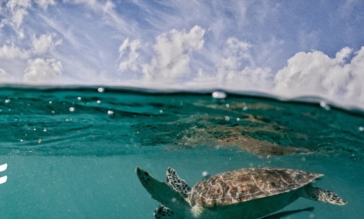 Tortuga marina nadando en Akumal